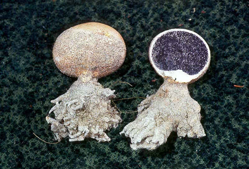 Scleroderma meridionale